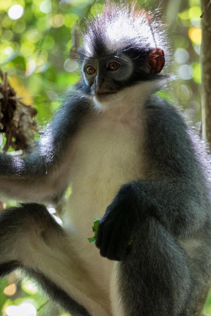 Rain Forest Guest House And Jungle Trekking Букіт-Лаванґ Екстер'єр фото